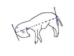 Bovine Fetal Aging Chart