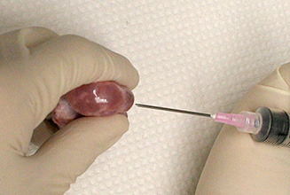 pig aspirate