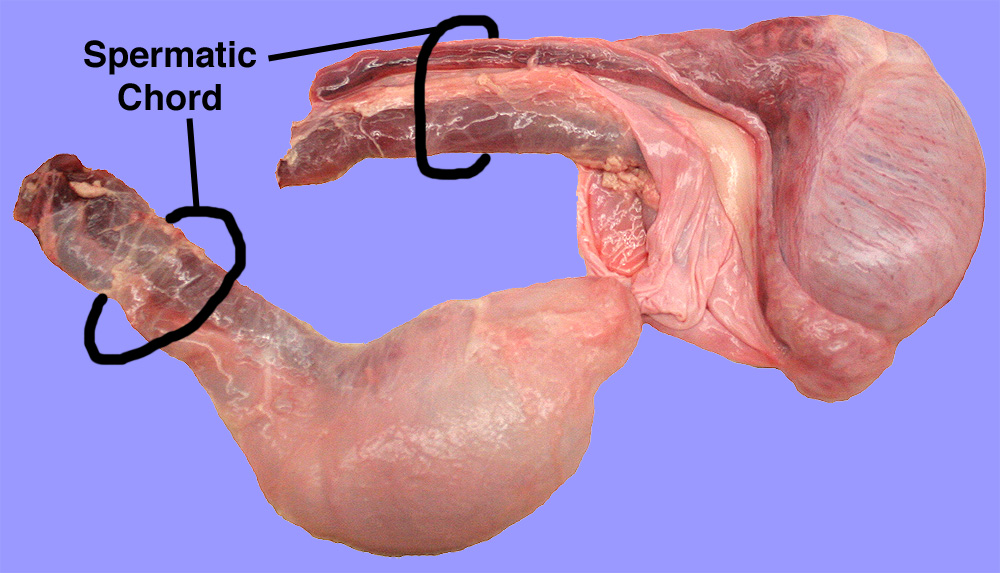 spermatic chord
