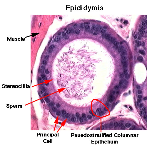 Histology Pictures