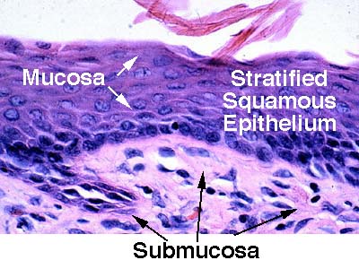 Histology Pictures