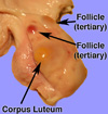 ovary