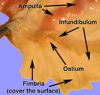oviduct