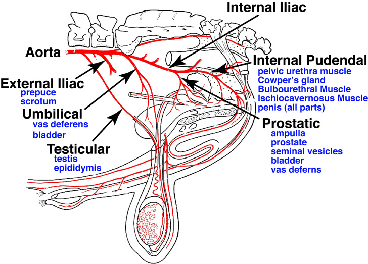 blood supply
