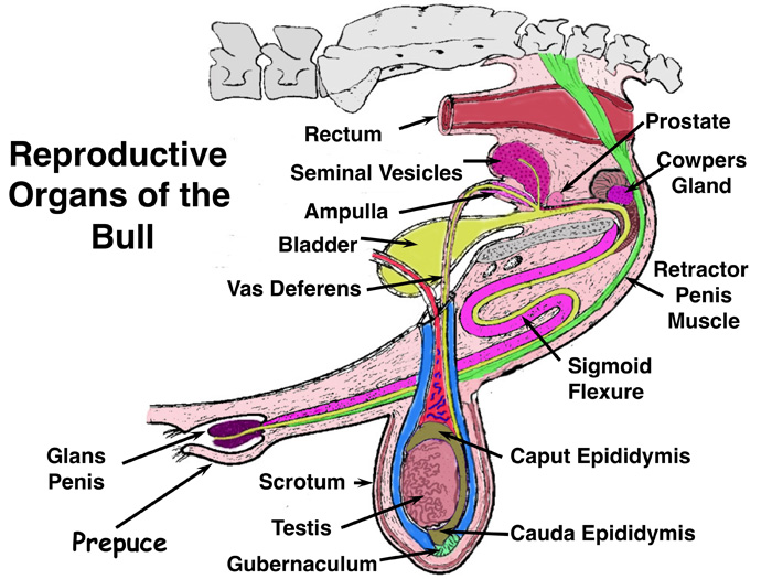 bull tract color