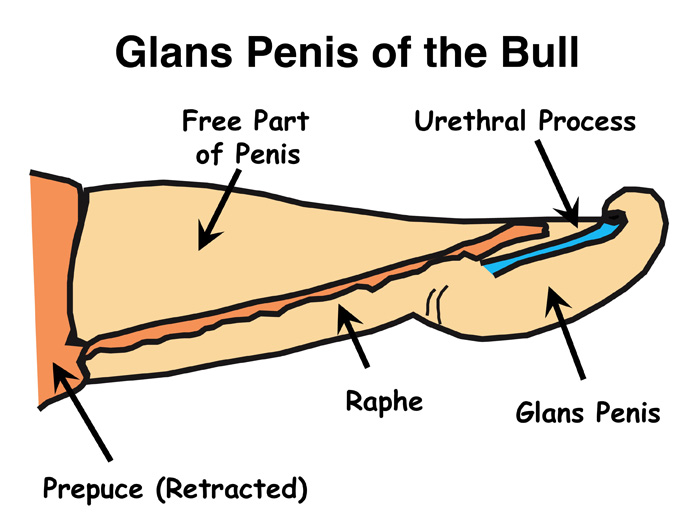 glans penis