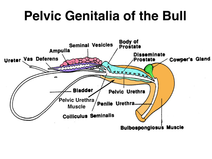 pelvic tract