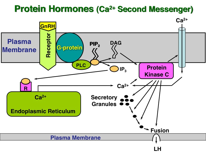 protein hormone calcium