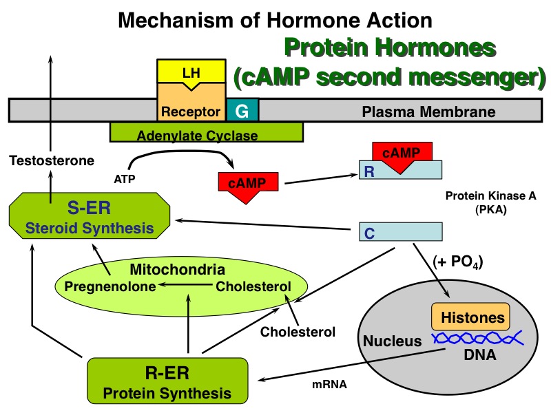 protein hormone