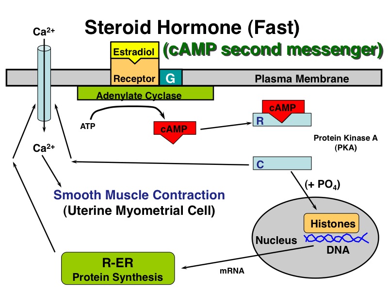 steriod hormone fast