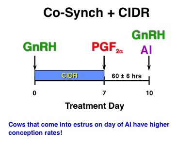 co-synch
