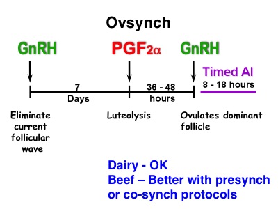 ovsynch