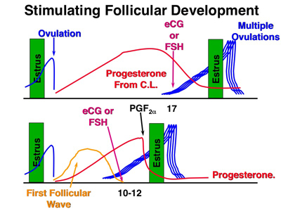 superovulation