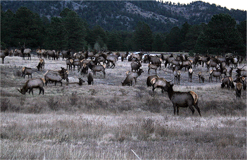 elk herd