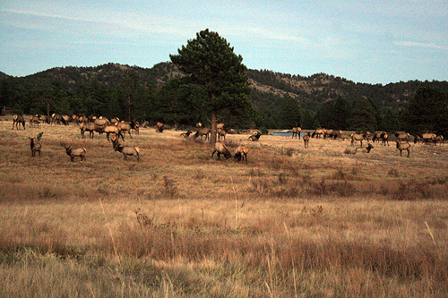 elk herd