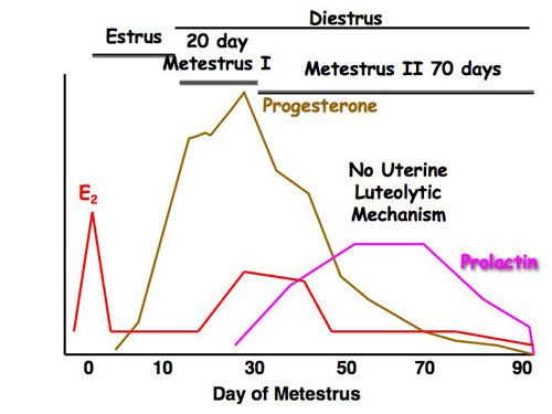 Dog Heat Cycle Chart