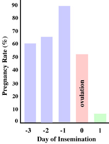 Pregnancy rate is 60% for 3 days before ovulation, 65% for 2days before ovulation, 89% the day before ovulation, 52% the day of ovulation and 6% the 