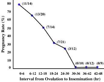 Insemination after ovulation has decreased fertility after 12 hr