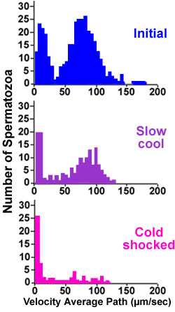 effect of cold shock and slow cooling on velocity of sperm cells