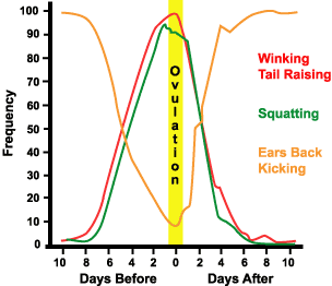 cyclic estrous behavior