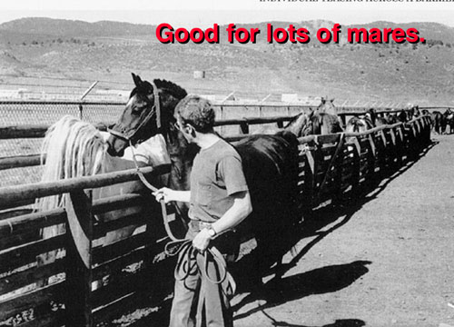 Tease chute.stallion being led along a chute of mares