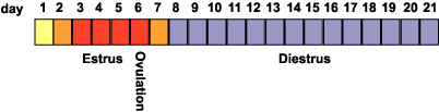 21 day estrus cycle with ovulation the day after the end of estrus