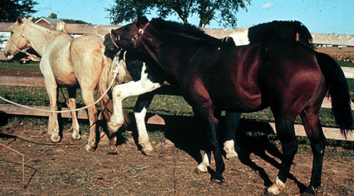 the diestrus mare is kicking at the stallion