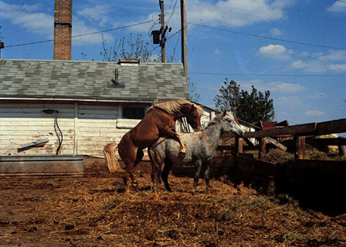 stallion mounting mare