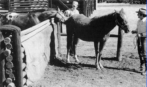 stallion teasing a mare over a tease rail