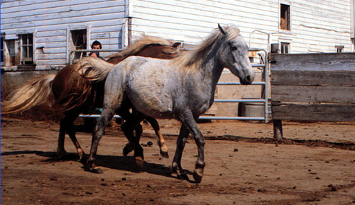 The diestrus gray mare is running away from the stallion
