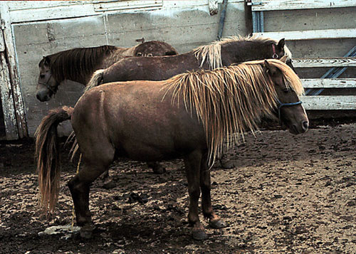 two pony mares squatting in response to stallion