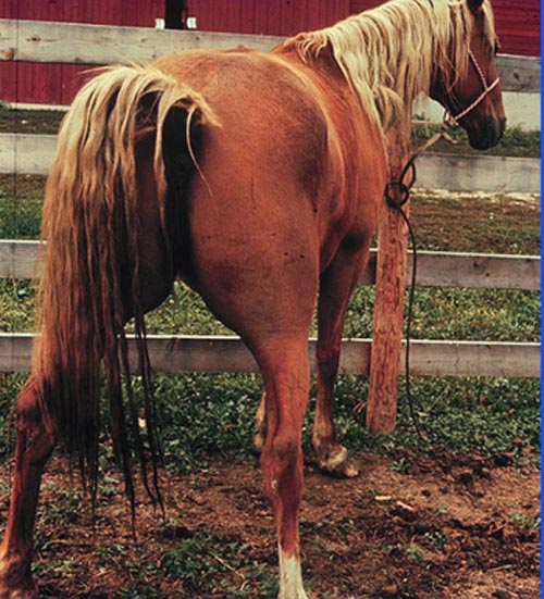 Mare squatting with the tail raised