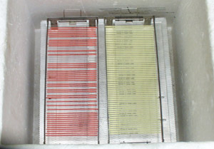 straws in styrofoam freezer, 3 cm above nitrogen