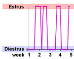 transitional behavior with erratic patterns of estrual behavior