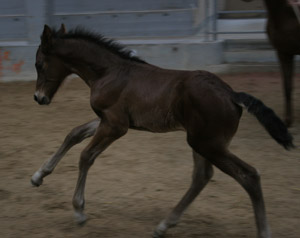 bay throughbred foal kicking up his heals
