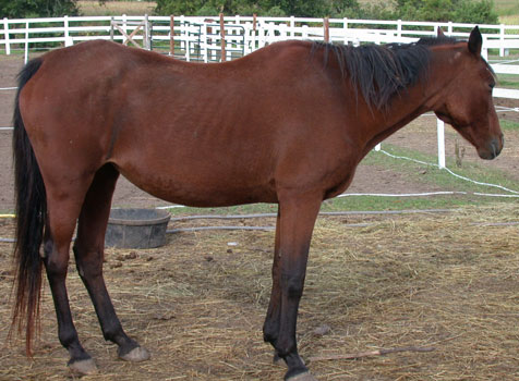 side view of mare with bc score 3- ribs, shoulder obvious