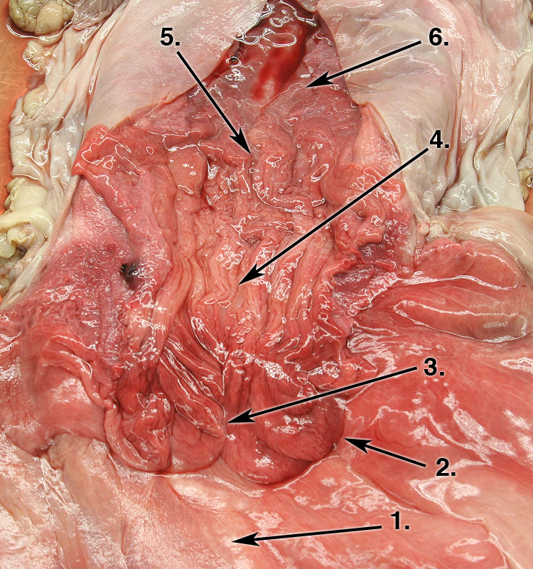 Cervix