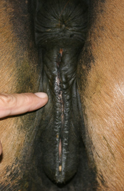 vulva conformation poor, 50% below pelvis