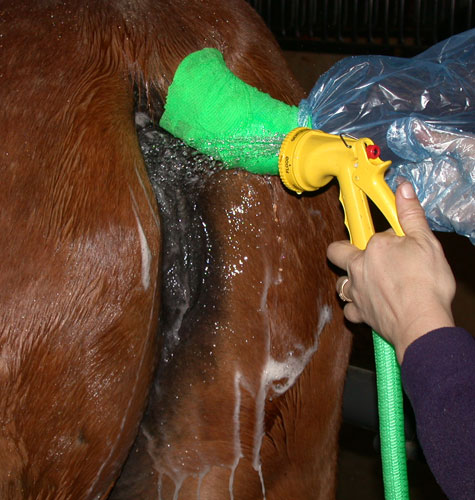 Carefully rinse the area starting from the middle-top area taking care not to introduce water into the lips of the vulva. if you use a hose, be careful not to introduce water into the vulva