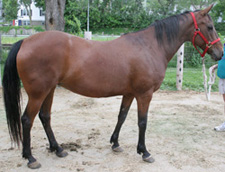 13 yr TB X Arabian bay mare