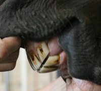 normal teeth apposition in aged mare