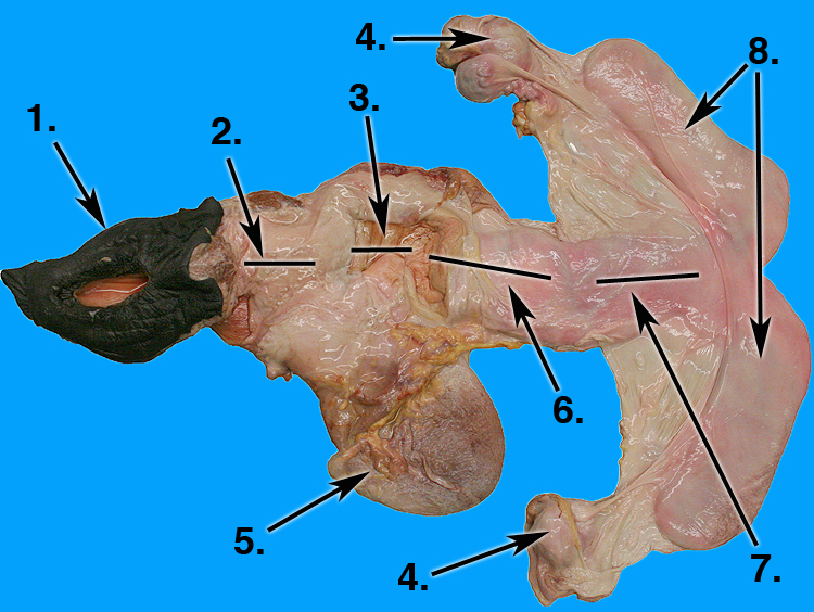 mare tract numbered
