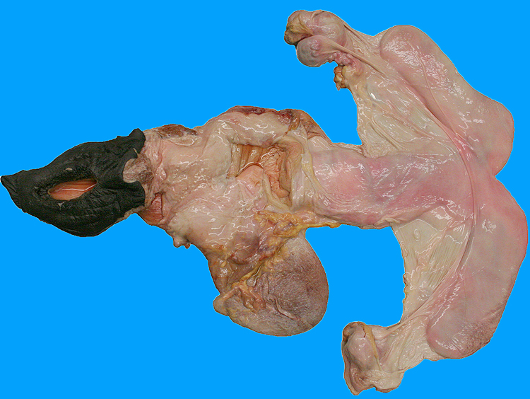 mare tract
