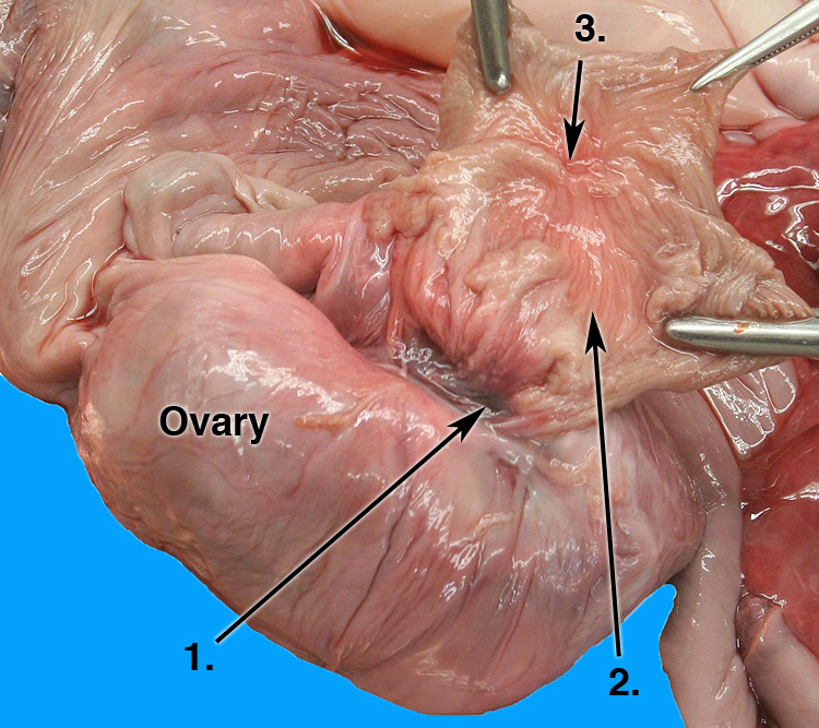 ovary