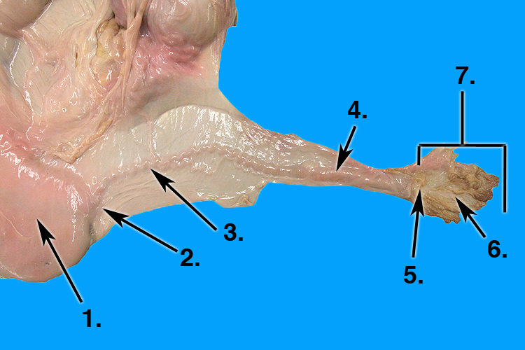 oviduct