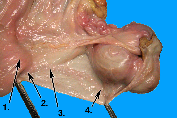 oviduct