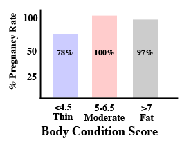 bar graph showing that thin mares have a 78% pregnancy rate, moderate mares have a 100% pregnancy rate and fat mares have a 97% pregnancy rate