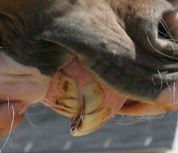parrot mouth: top teeth overbite, This is heritable