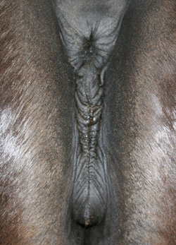 normal vulva
