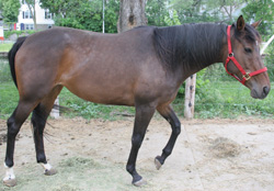 Savanah 13 yr TB bay mare